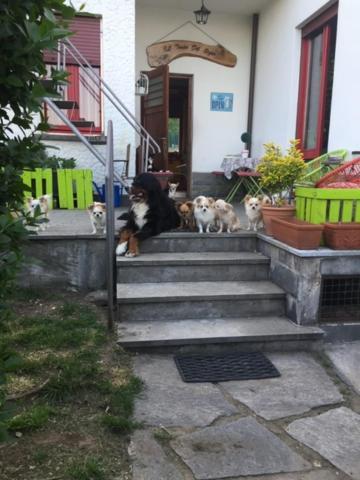 B&B Il Tempo Del Sogno Con Cani E Gatti Pet&Breakfast Baveno Exterior foto